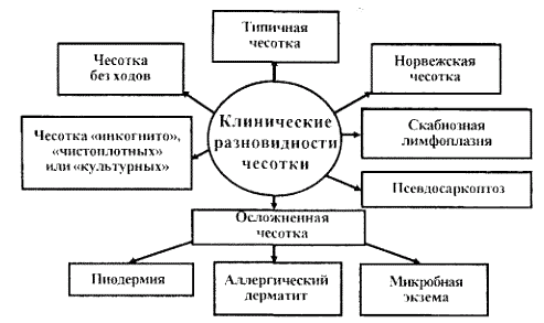 На фото: виды чесотки